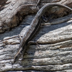 Pseudemoia spenceri (Spencer's Skink) at Cotter River, ACT - 17 Dec 2021 by SWishart