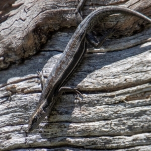 Pseudemoia spenceri at Cotter River, ACT - 17 Dec 2021