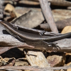 Pseudemoia entrecasteauxii (Woodland Tussock-skink) at Cotter River, ACT - 17 Dec 2021 by SWishart