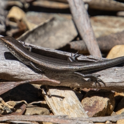 Pseudemoia entrecasteauxii (Woodland Tussock-skink) at Cotter River, ACT - 17 Dec 2021 by SWishart