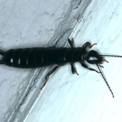 Anisolabididae (family) (Unidentified wingless earwig) at Ainslie, ACT - 20 Dec 2021 by jbromilow50