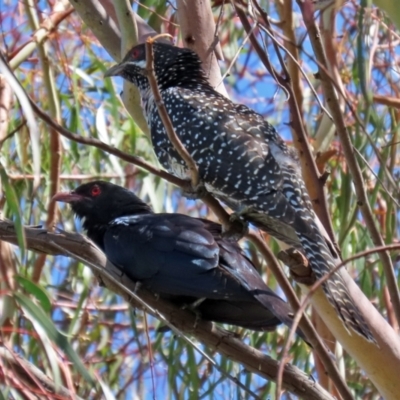 Eudynamys orientalis (Pacific Koel) at Macarthur, ACT - 22 Dec 2021 by RodDeb