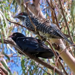 Eudynamys orientalis at Macarthur, ACT - 22 Dec 2021 10:41 AM