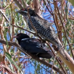 Eudynamys orientalis at Macarthur, ACT - 22 Dec 2021 10:41 AM