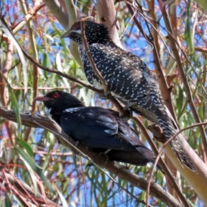 Eudynamys orientalis at Macarthur, ACT - 22 Dec 2021