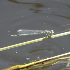 Ischnura heterosticta (Common Bluetail Damselfly) at Goulburn Wetlands - 21 Dec 2021 by MatthewFrawley