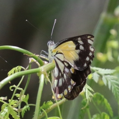 Belenois java (Caper White) at Fyshwick, ACT - 22 Dec 2021 by RodDeb