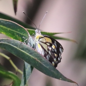 Belenois java at Fyshwick, ACT - 22 Dec 2021 12:49 PM