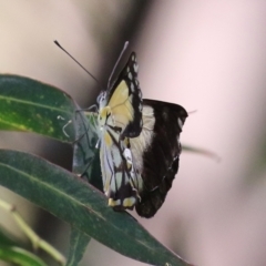 Belenois java at Fyshwick, ACT - 22 Dec 2021