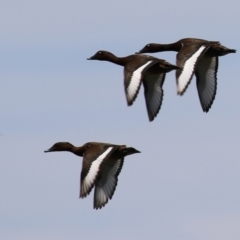 Aythya australis at Fyshwick, ACT - 22 Dec 2021