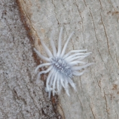 Coccinellidae sp01 (Unidentified Waxy Ladybird Larvae) at Old Adaminaby, NSW - 22 Dec 2021 by rawshorty
