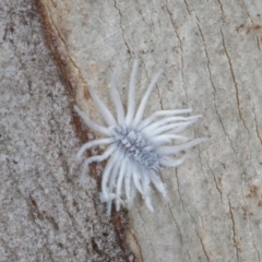 Cryptolaemus montrouzieri (Mealybug ladybird) at Old Adaminaby, NSW - 22 Dec 2021 by rawshorty