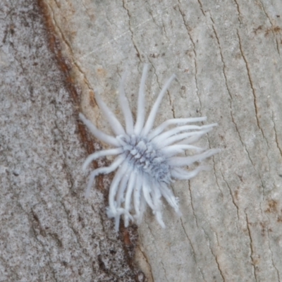 Cryptolaemus montrouzieri (Mealybug ladybird) at Old Adaminaby, NSW - 21 Dec 2021 by rawshorty