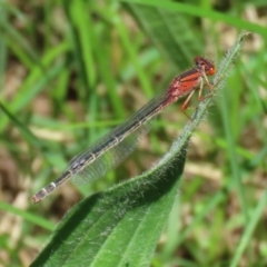 Xanthagrion erythroneurum (Red & Blue Damsel) at Jerrabomberra Wetlands - 22 Dec 2021 by RodDeb