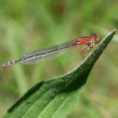 Xanthagrion erythroneurum at Fyshwick, ACT - 22 Dec 2021