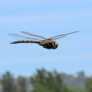 Adversaeschna brevistyla at Fyshwick, ACT - 22 Dec 2021