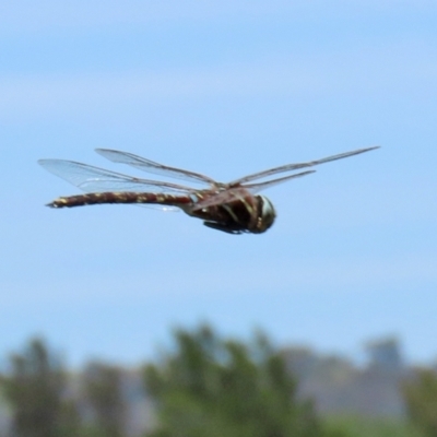 Adversaeschna brevistyla (Blue-spotted Hawker) at Jerrabomberra Wetlands - 22 Dec 2021 by RodDeb