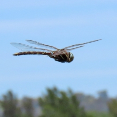 Adversaeschna brevistyla (Blue-spotted Hawker) at Fyshwick, ACT - 22 Dec 2021 by RodDeb