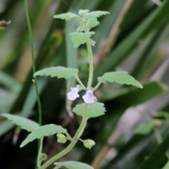 Scutellaria mollis (Soft Skullcap) at Bournda, NSW - 19 Dec 2021 by KylieWaldon