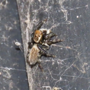 Maratus griseus at Fyshwick, ACT - 22 Dec 2021