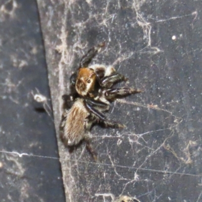 Maratus griseus (Jumping spider) at Fyshwick, ACT - 22 Dec 2021 by RodDeb