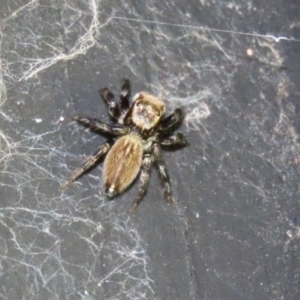 Maratus griseus at Fyshwick, ACT - 22 Dec 2021