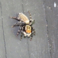 Maratus griseus at Fyshwick, ACT - 22 Dec 2021