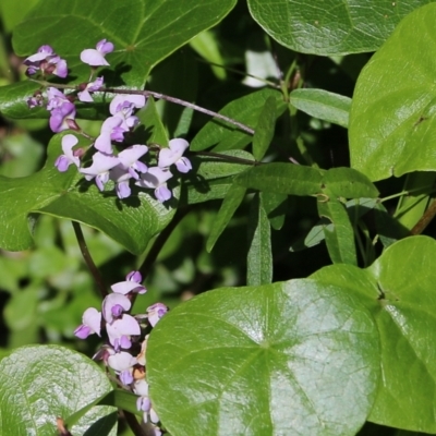 Glycine microphylla (Small-leaf Glycine) at Bournda National Park - 19 Dec 2021 by KylieWaldon