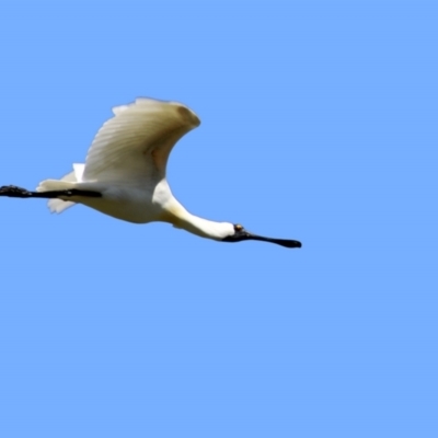 Platalea regia (Royal Spoonbill) at Fyshwick, ACT - 22 Dec 2021 by RodDeb