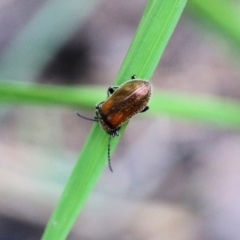 Lagriini sp. (tribe) (Unidentified lagriine darkling beetle) at Bournda, NSW - 20 Dec 2021 by KylieWaldon