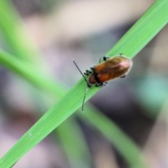 Lagriini sp. (tribe) at Bournda, NSW - 20 Dec 2021 09:01 AM