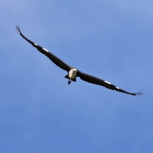 Ardea pacifica at Fyshwick, ACT - 22 Dec 2021