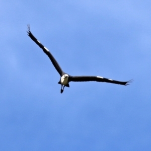 Ardea pacifica at Fyshwick, ACT - 22 Dec 2021