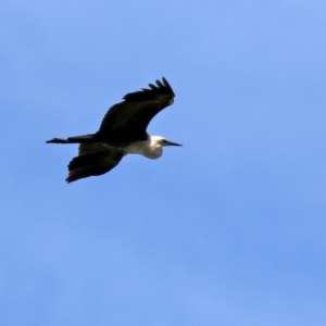 Ardea pacifica at Fyshwick, ACT - 22 Dec 2021