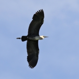 Ardea pacifica at Fyshwick, ACT - 22 Dec 2021