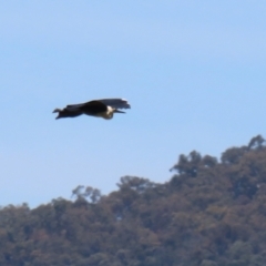 Ardea pacifica at Fyshwick, ACT - 22 Dec 2021