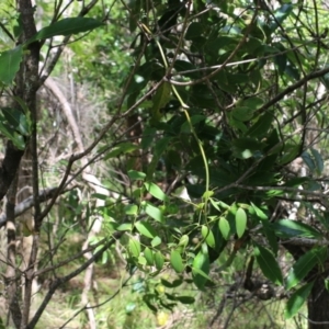 Eustrephus latifolius at Bournda, NSW - 20 Dec 2021