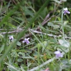 Viola sp. (Violet) at Bournda National Park - 19 Dec 2021 by KylieWaldon