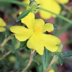 Hibbertia linearis (Showy Guinea Flower) at Bournda Environment Education Centre - 20 Dec 2021 by KylieWaldon