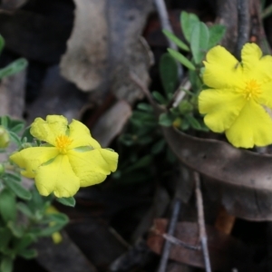 Hibbertia linearis at Bournda, NSW - 20 Dec 2021 07:42 AM