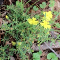 Hibbertia linearis at Bournda, NSW - 20 Dec 2021