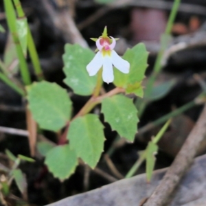 Lobelia purpurascens at Bournda, NSW - 20 Dec 2021 07:04 AM