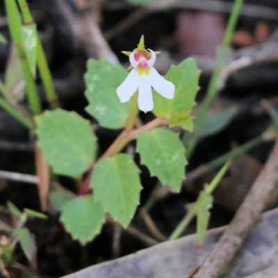 Lobelia purpurascens (White Root) at Bournda National Park - 19 Dec 2021 by KylieWaldon