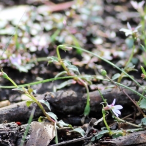 Lobelia purpurascens at Bournda, NSW - 20 Dec 2021 07:04 AM