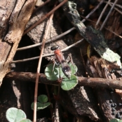 Unidentified Flower wasp (Scoliidae & Tiphiidae) at Bournda National Park - 19 Dec 2021 by KylieWaldon