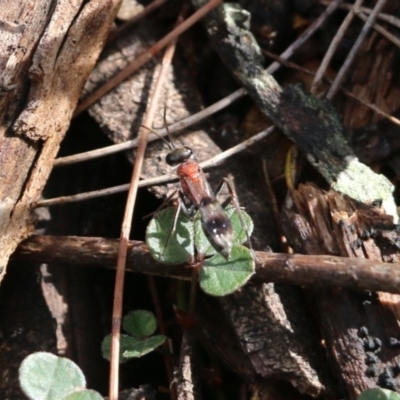 Unidentified Flower wasp (Scoliidae & Tiphiidae) at Bournda National Park - 19 Dec 2021 by KylieWaldon