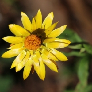 Xerochrysum bracteatum at Bournda, NSW - 20 Dec 2021 07:48 AM