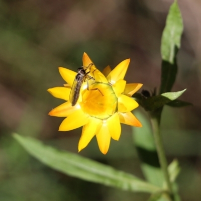 Asilinae sp. (subfamily) at Bournda National Park - 19 Dec 2021 by KylieWaldon