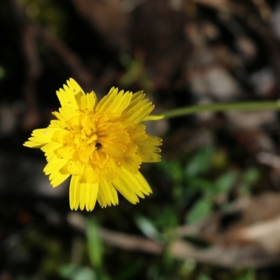 Hypochaeris radicata (Cat's Ear, Flatweed) at Bournda Environment Education Centre - 19 Dec 2021 by KylieWaldon