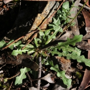 Hypochaeris radicata at Bournda, NSW - 20 Dec 2021 07:47 AM